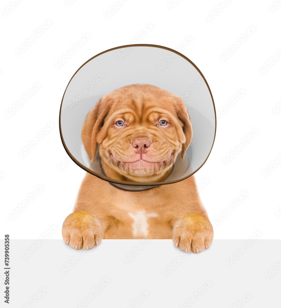 Poster smiling mastiff puppy with protective plastic cone collar looking above empty white banner. isolated