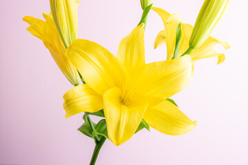 Yellow Lily flower on a pink background. Minimal nature background.