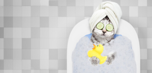 Cute kitten with towel on it head, with pieces of cucumber on it eyes and with cream on it face takes the bath at home with rubber duck. Top down view. Empty space for text