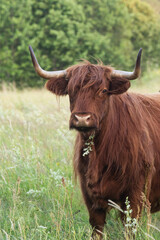 A large Highland cow with dark fur standing and staring on a wild meadow in Estonia, Northern Europe