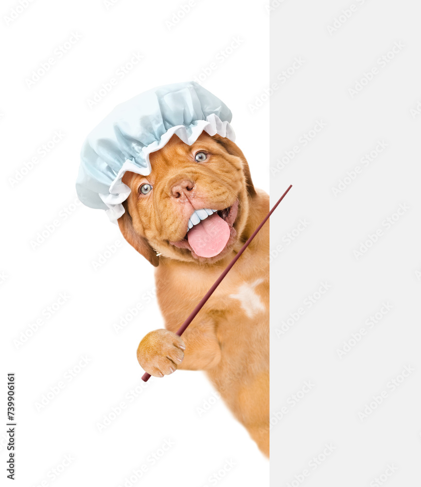 Aufkleber Happy Mastiff puppy with funny big teeth wearing shower cap looks from behind empty white banner and points on empty space. isolated on white background