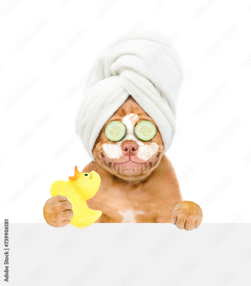 Poster Smiling Mastiff puppy with towel on it head with cream on it face, with pieces of cucumber on it eyes looks above empty white banner and holds rubber duck. isolated on white background