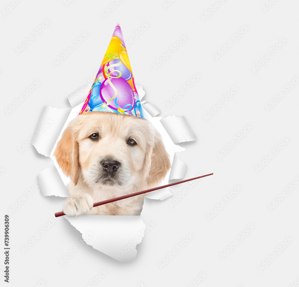 Poster golden retriever puppy wearing party cap looking through the hole in white paper and points away on 