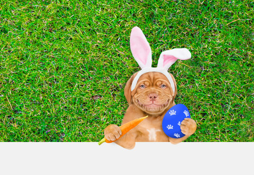 Smiling Mastiff puppy wearing easter rabbits ears holds carrot and painted Easter egg and lies on its back on summer green grass above empty white banner.  Empty space for text