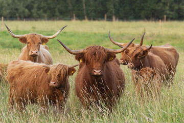 Group of large Highland cows standing and staring on a wild meadow in Estonia, Northern Europe	