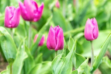 View of beautiful pink tulips flowers.