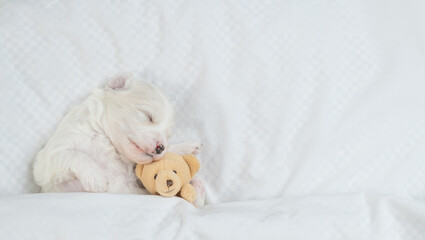 Fototapeta na wymiar Cute white Lapdog puppies sleeps with toy bear under warm blanket on a bed at home. Top down view. Empty space for text