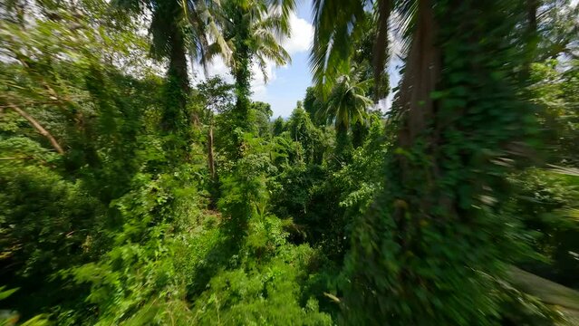 Cinematic FPV flight among wild palm trees on tropical island on sunny day, Thailand.