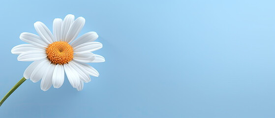 Minimalist blooming white Daisy flower with leaf on soft blue pastel colors background with space for text created with Generative AI Technology 