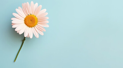 Minimalist blooming white Daisy flower with leaf on soft blue pastel colors background with space for text created with Generative AI Technology 