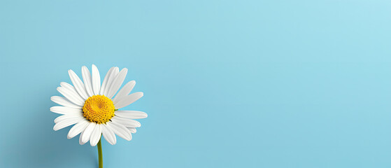 Minimalist blooming white Daisy flower with leaf on soft blue pastel colors background with space for text