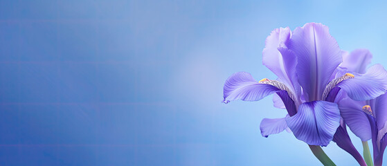 Minimalist blooming purple Iris flower with leaf on soft purple pastel colors background with space for text created with Generative AI Technology