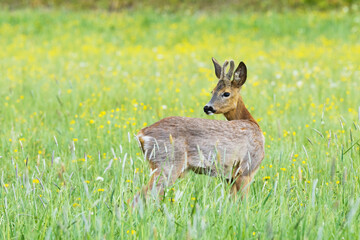 A lonely Roe deer buck standing on a blooming meadow and looking behind its back in rural Estonia, Northern Europe