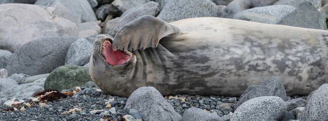 Yawning Weddell Seal with gesture of forelimb at open mouth on coastline of Antarctic Peninsula. - obrazy, fototapety, plakaty
