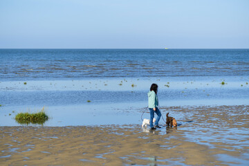 Frau mit ihren Hunden im Watt in Cuxhaven