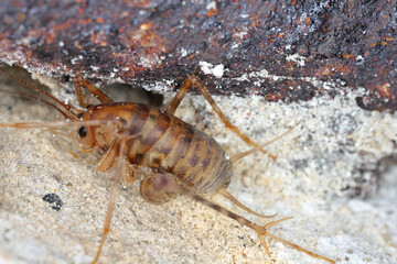 Tachycines asynamorus. Grasshopper, a locust that lives in the basements of houses.