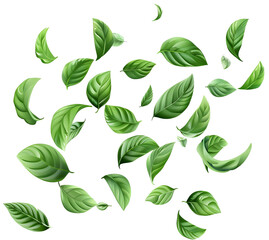 Green Floating Leaves Flying Leaves Green Leaf Dancing isolated on transparent background. Flying whirl green leaves in the air, Healthy products by organic natural ingredients concept