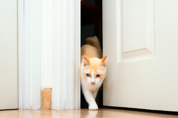A tabby cat walked out of the bedroom door with curiosity. Cat's behavior of exploring places