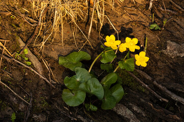 A bunch of beautiful Marsh-marigold blooming on a river bank on a spring evening in Estonia, Northern Europe
