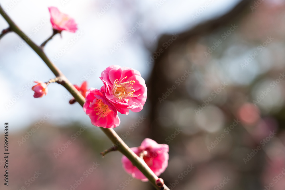 Sticker Fresh beautiful pink plum flower blossom.