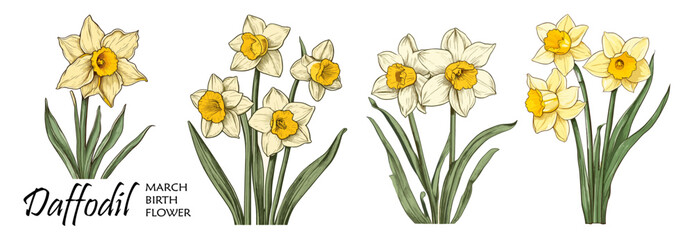 Daffodil, March Birth month flower colorful vector illustrations set isolated on transparent background. Floral Modern minimalist design for logo, tattoo, wall art, poster, packaging, stickers, prints - obrazy, fototapety, plakaty