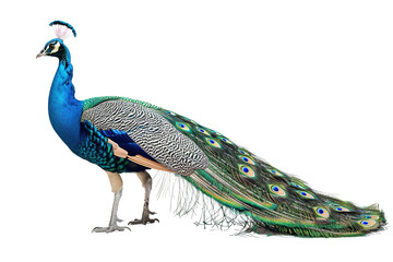 Fototapeta premium Majestic Peacock Showcasing Vibrant Plumage