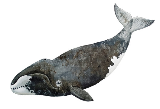 Watercolor bowhead whale hand painted illustration isolated on white background. Realistic underwater sea mammal art