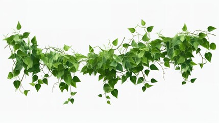 3D Render Creeper Plants Isolated