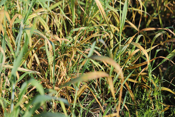 Wheat leaf or brown rust Puccinia trticina (recondita) erupting sporulating pustules on a cereal.