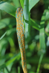 Wheat leaf or brown rust Puccinia trticina (recondita) erupting sporulating pustules on a cereal.