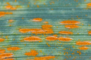 Wheat leaf or brown rust Puccinia trticina (recondita) erupting sporulating pustules on a cereal.
