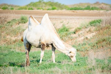 A lonely white camel walks in the steppe