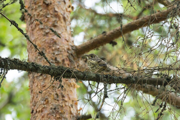 A juvenile Mistle thrush perched on a Pine branch during a summer day in Estonia, Northern Europe