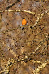 Male Bullfinch and two females perched in the middle of branches on an autumn evening in Estonia,...