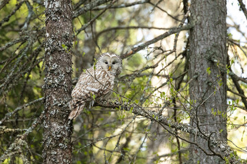 A large European owl, Ural owl perched in a springtime boreal forest in Estonia