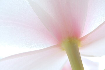 白とピンクのシンビジウムの花を後ろから撮影Cymbidium、グラデーション