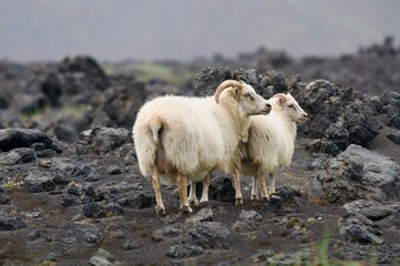 Fototapeta premium Landscapes from Iceland, SigöldugljufurCanyon, Tungnaárfell and goats