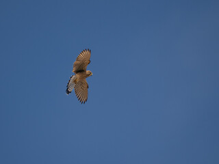 Falke