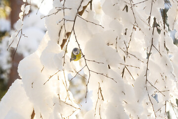A small Blue tit hanging on to a snowy branch on a winter day in a boreal forest in Estonia, Northern Europe