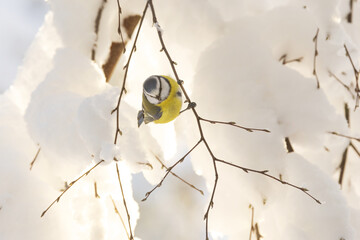 A small Blue tit hanging on to a snowy branch on a winter day in a boreal forest in Estonia,...