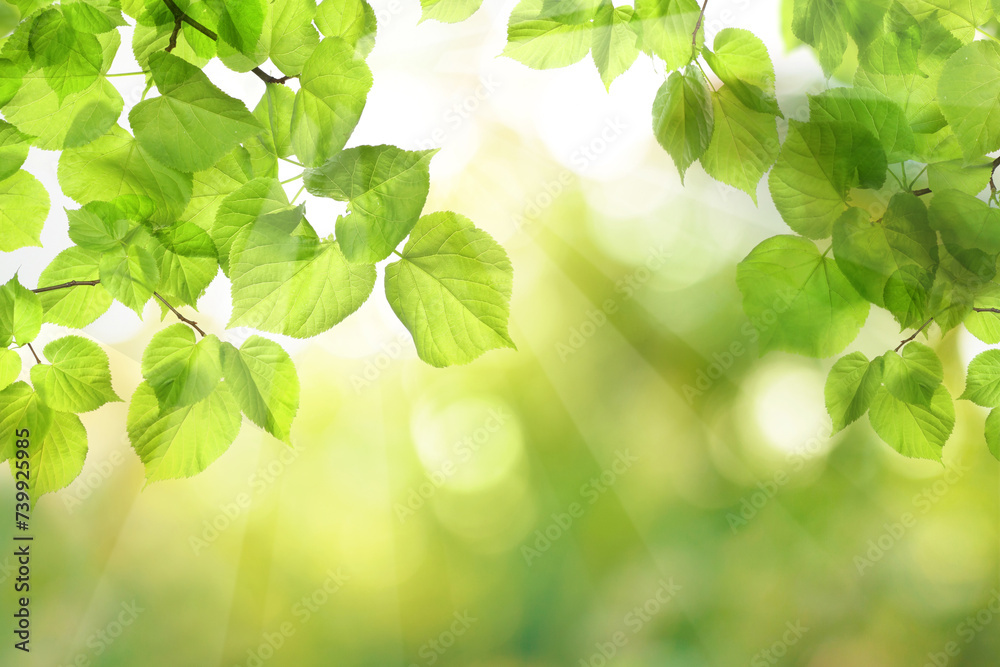 Wall mural beautiful nature view of green leaf on blurred greenery bokeh background in garden and sunlight with