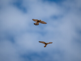 Falke