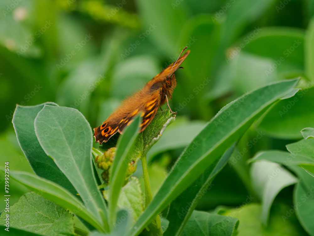 Sticker Schmetterling