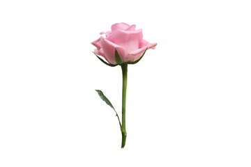 pink rose isolated on white ,rose, flower, isolated, pink, red, nature, love, beauty, single, leaf, white, elements , blossom, plant, romance, petal, gift, bouquet, stem, floral, flowers, roses, flora