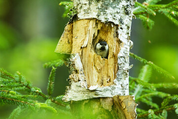 A small Willow tit on the entrance of a cavity nest in Birch tree in an Estonian boreal forest