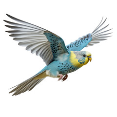 Obraz premium cute birds looking isolated on white