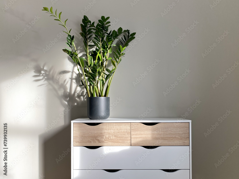 Wall mural Zamioculcas plant in ceramic pot on dresser in home or office