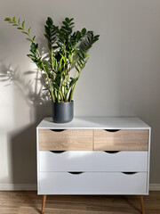 Zamioculcas plant in ceramic pot on dresser in home or office - 739932119