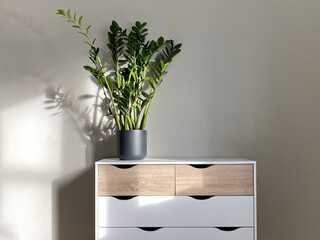 Zamioculcas plant in ceramic pot on dresser in home or office - 739932135