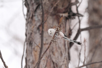 枝に止まったシマエナガ